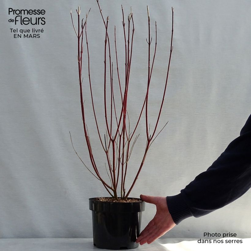 Cornus alba Gouchaultii - White Dogwood 3L/4L pot sample as delivered in spring