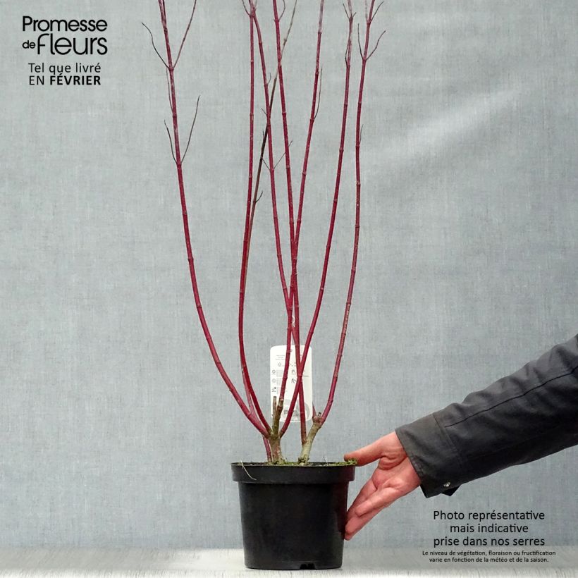 Cornus alba Gouchaultii - White Dogwood 3L/4L pot sample as delivered in winter