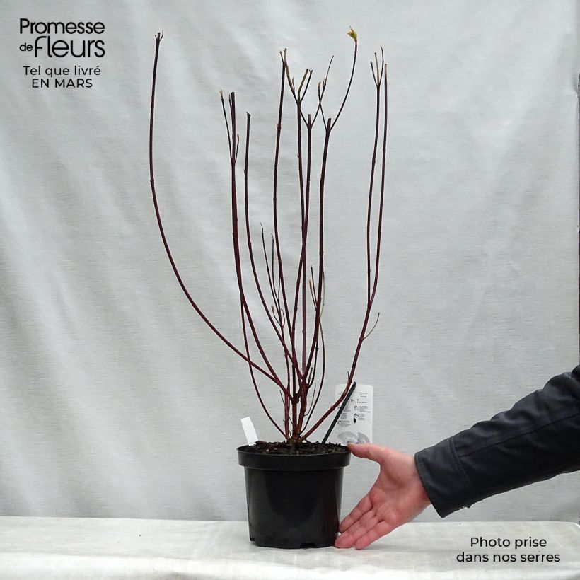 Cornus alba Kesselringii - White Dogwood 2L/3L pot sample as delivered in spring