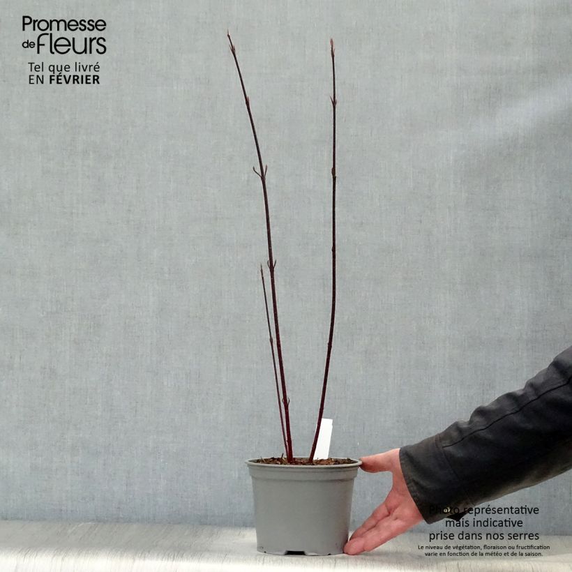 Cornus alba Kesselringii - White Dogwood 2L/3L pot sample as delivered in winter