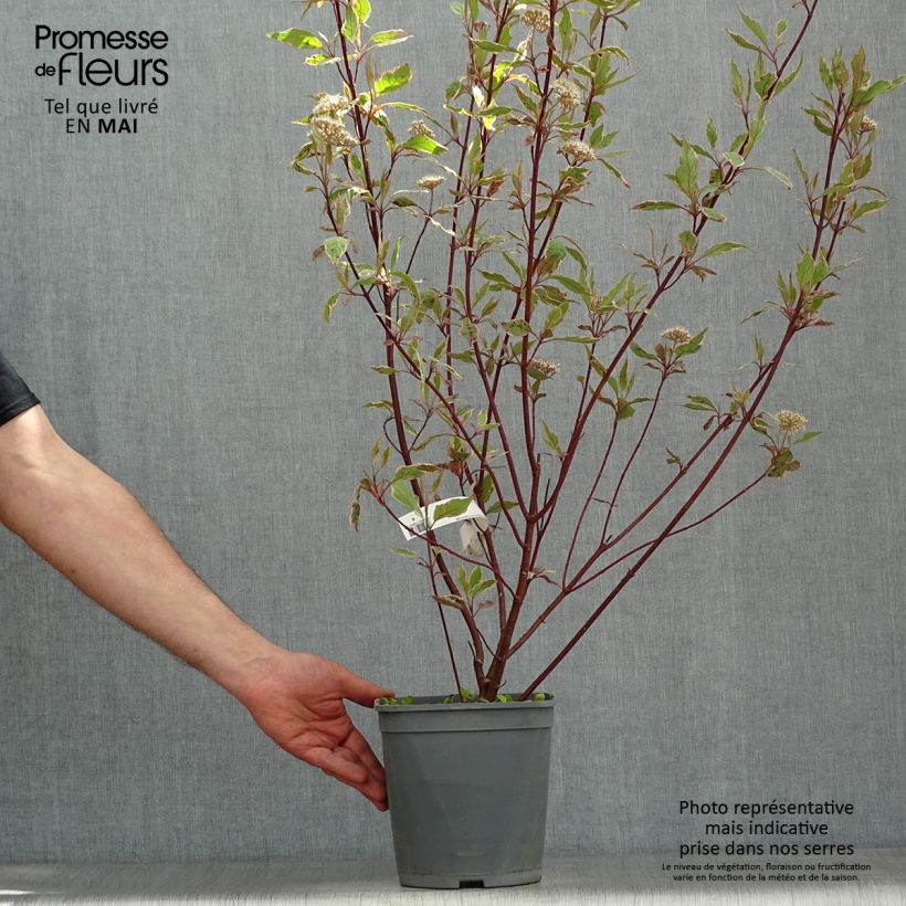 Cornus alba Miracle - White dogwood 3L/4L pot sample as delivered in spring