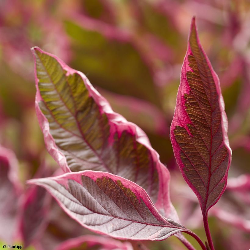 Cornus alba Miracle - White dogwood (Foliage)