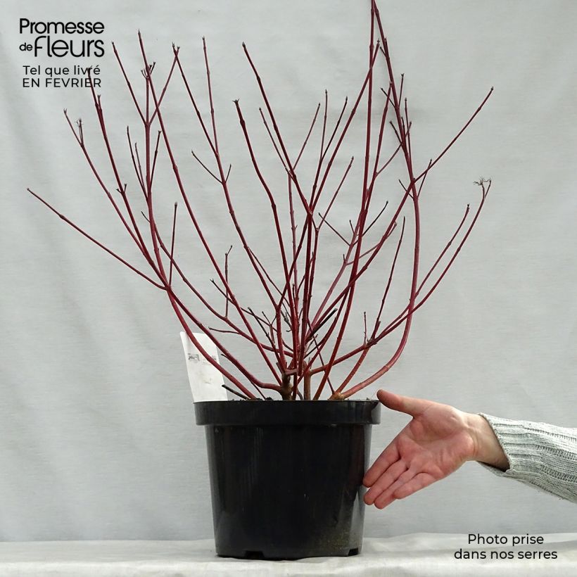Cornus alba Siberian Pearls - White Dogwood 7.5L/10L pot sample as delivered in winter