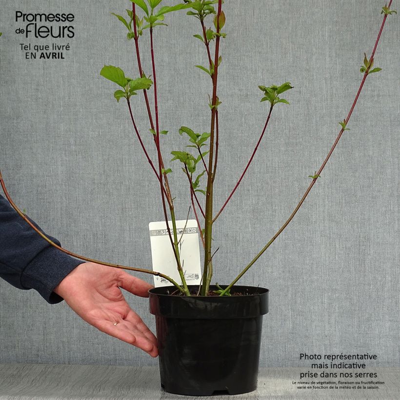 Cornus alba Siberian Pearls - White Dogwood 3L/4L pot sample as delivered in spring