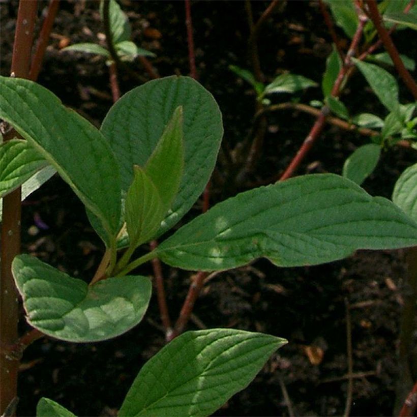 Cornus alba Sibirica - White Dogwood (Foliage)