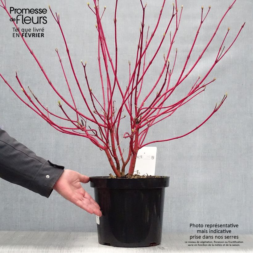 Cornus alba Sibirica - White Dogwood 6L/7L pot sample as delivered in winter