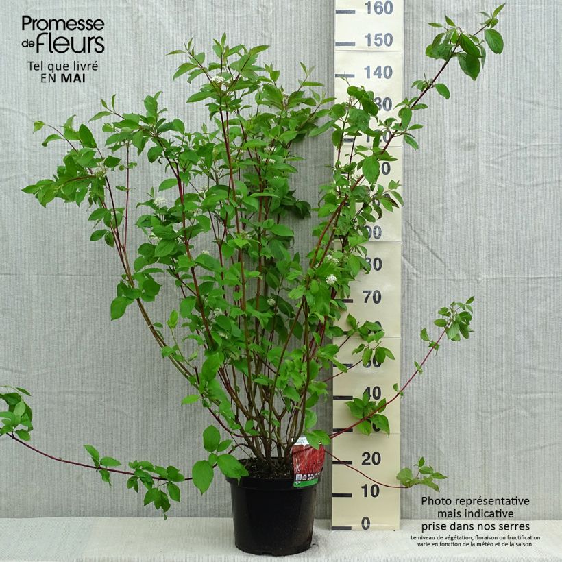 Cornus alba Sibirica - White Dogwood 6L/7L pot sample as delivered in spring