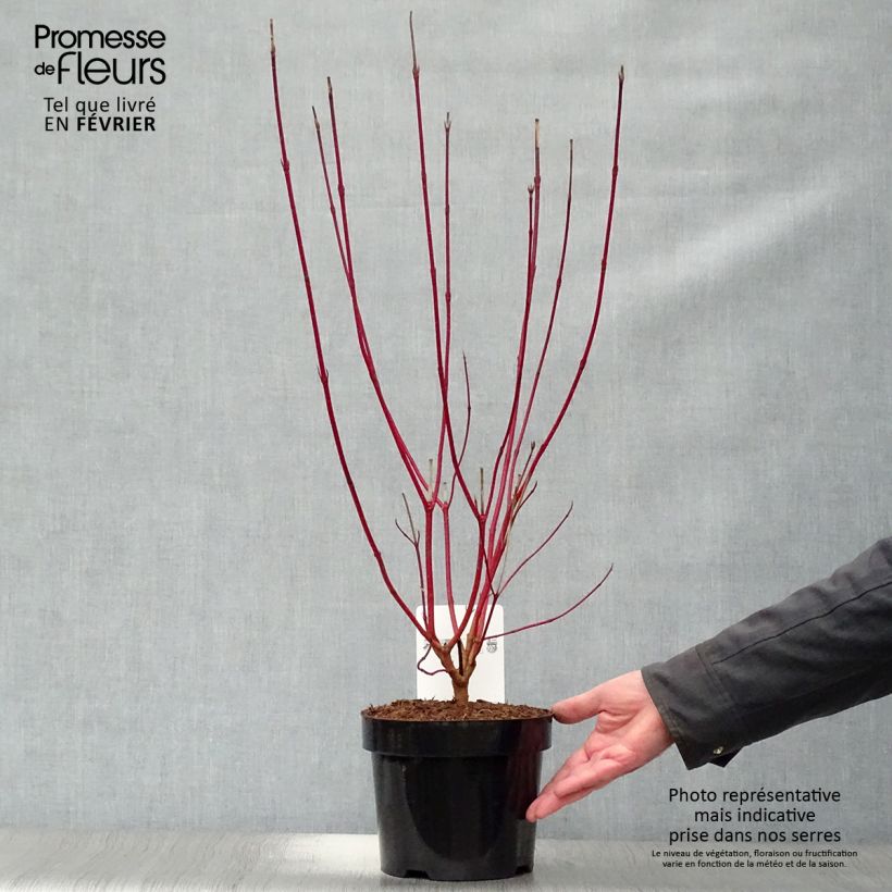 Cornus alba Sibirica - White Dogwood 2L/3L pot sample as delivered in winter