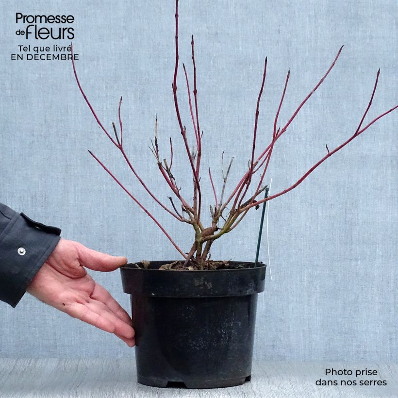 Cornus alba Sibirica Variegata - Variegated Dogwood 2L/3L pot sample as delivered in winter