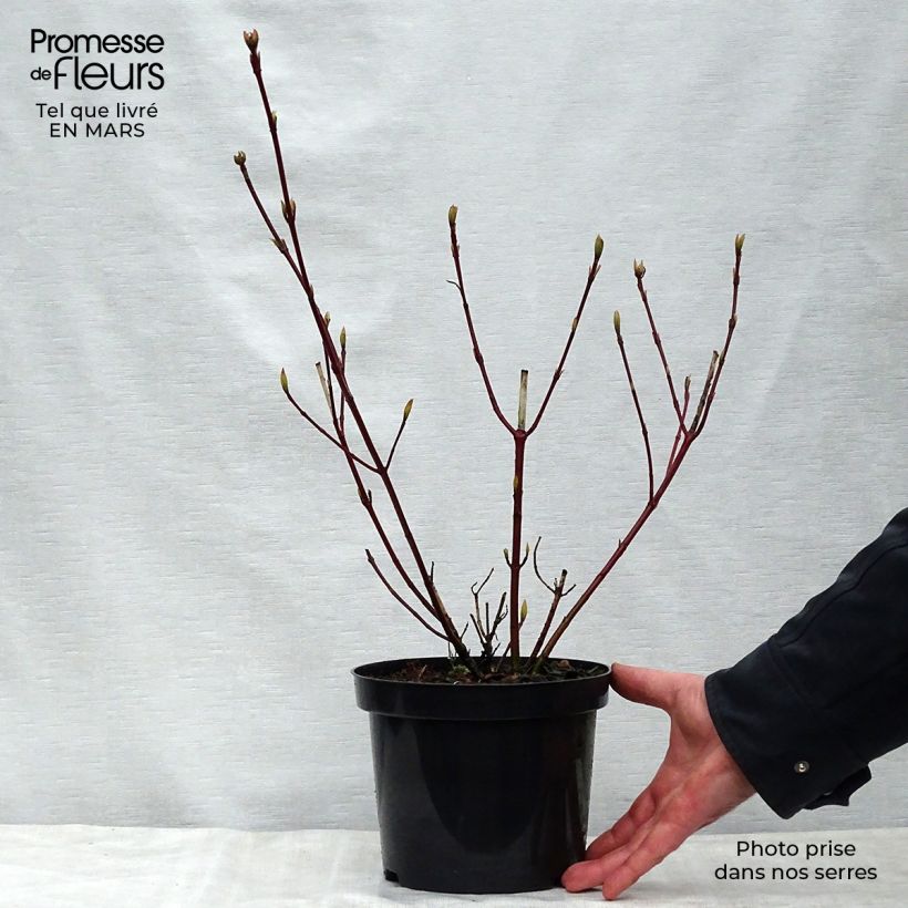 Cornus alba Sibirica Variegata - Variegated Dogwood 2L/3L pot sample as delivered in spring