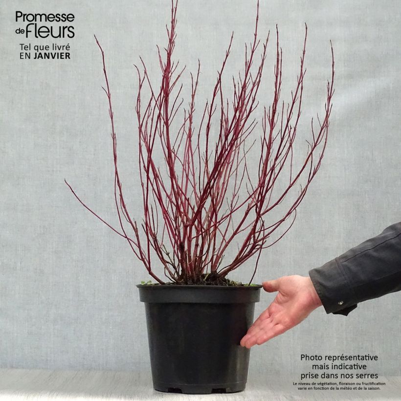 Cornus alba Sibirica Variegata - Variegated Dogwood 7.5L/10L pot sample as delivered in winter
