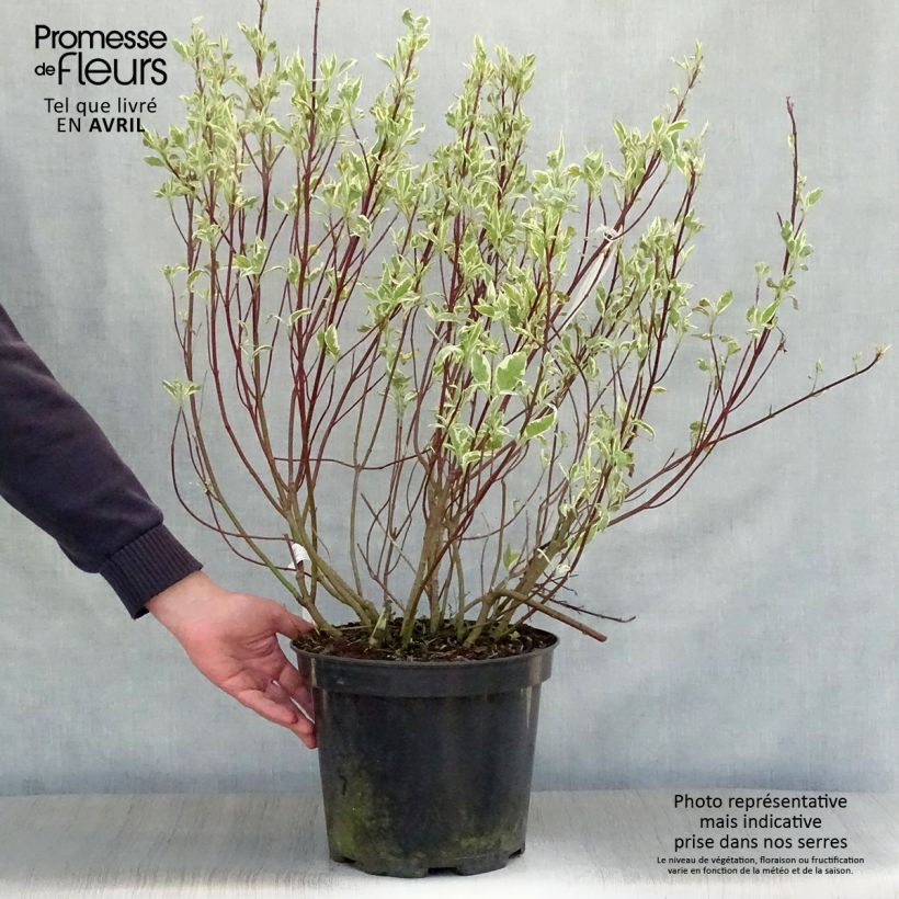 Cornus alba Sibirica Variegata - Variegated Dogwood 7.5L/10L pot sample as delivered in spring