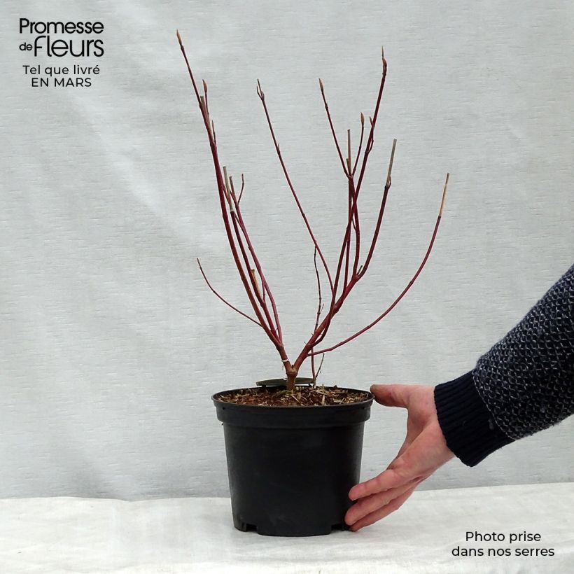 Cornus alba Spaethii - White Dogwood 4L/5L pot sample as delivered in spring
