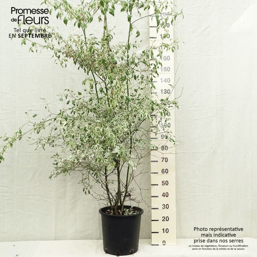 Cornus alternifolia Argentea - Pagoda Dogwood 20L/25L pot sample as delivered in autumn