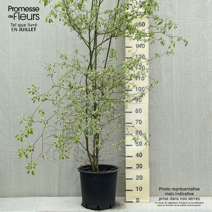 Cornus alternifolia Argentea - Pagoda Dogwood 20L/25L pot sample as delivered in summer