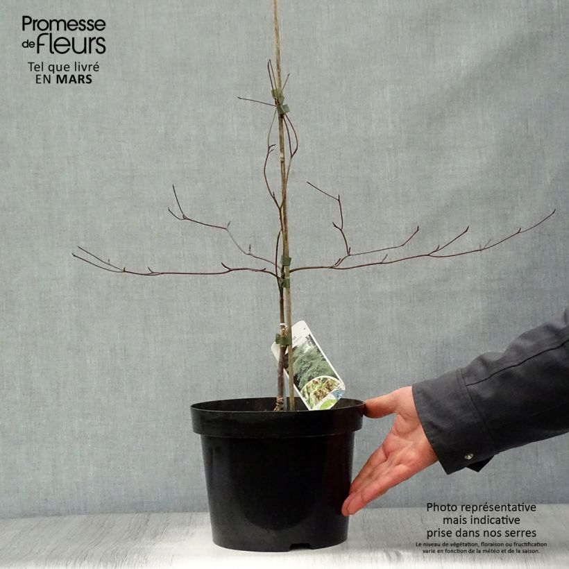 Cornus alternifolia Argentea - Pagoda Dogwood 3L/4L pot sample as delivered in spring