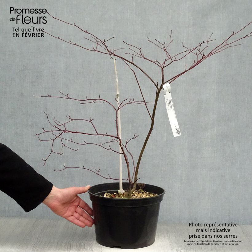 Cornus alternifolia Argentea - Pagoda Dogwood 7.5L/10L pot sample as delivered in winter