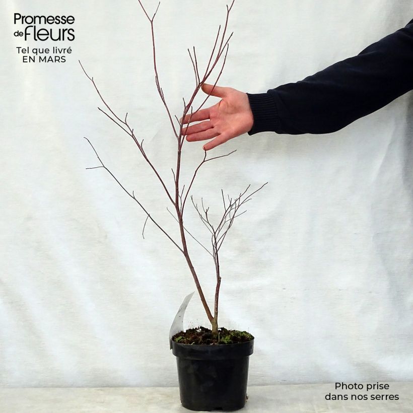 Cornus alternifolia - Pagoda Dogwood 3L/4L pot sample as delivered in spring