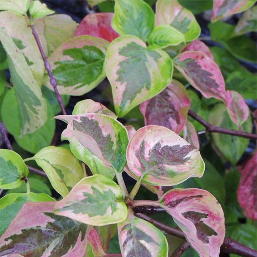Cornus alternifolia Golden Shadows - Pagoda Dogwood (Foliage)