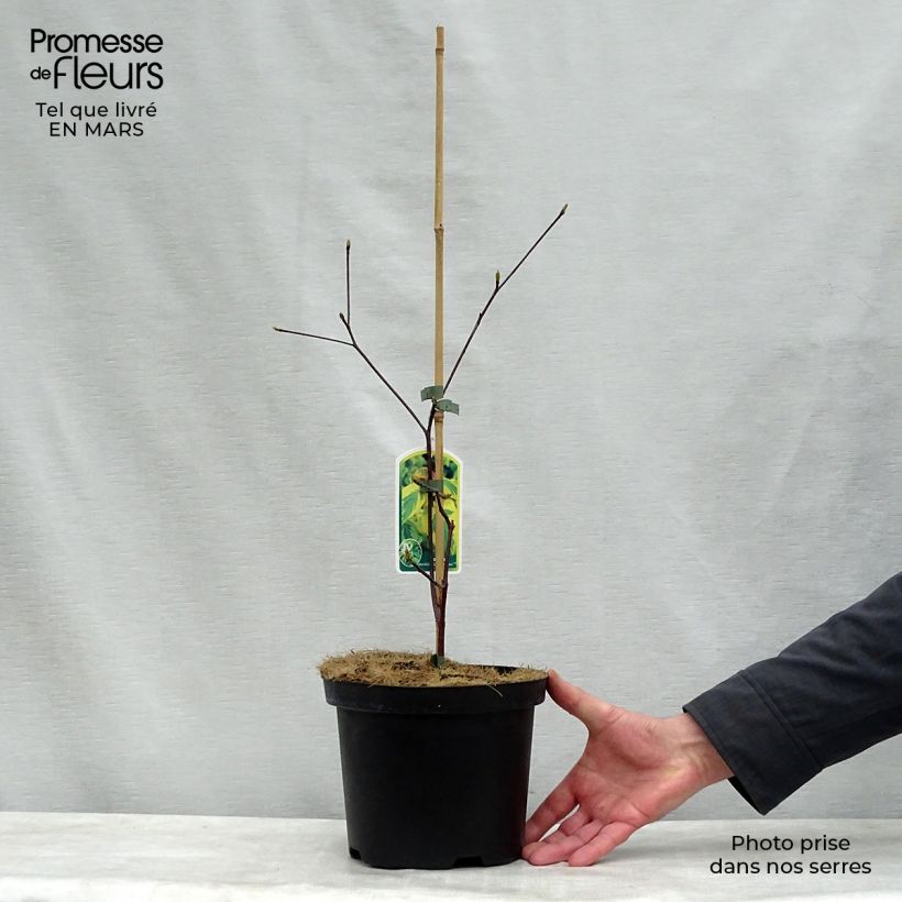 Cornus alternifolia Golden Shadows - Pagoda Dogwood 4L/5L pot sample as delivered in spring