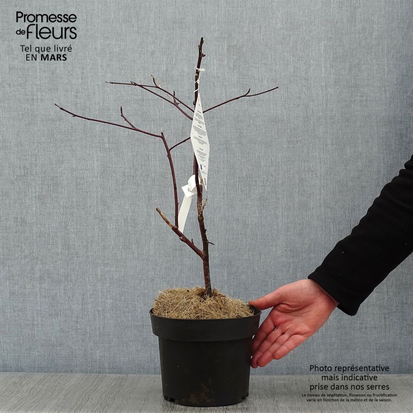 Cornus alternifolia Golden Shadows - Pagoda Dogwood 4L/5L pot sample as delivered in winter