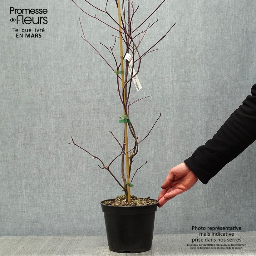 Cornus alternifolia Pinky Spot Minpinky - Pagoda Dogwood 4L/5L pot sample as delivered in spring