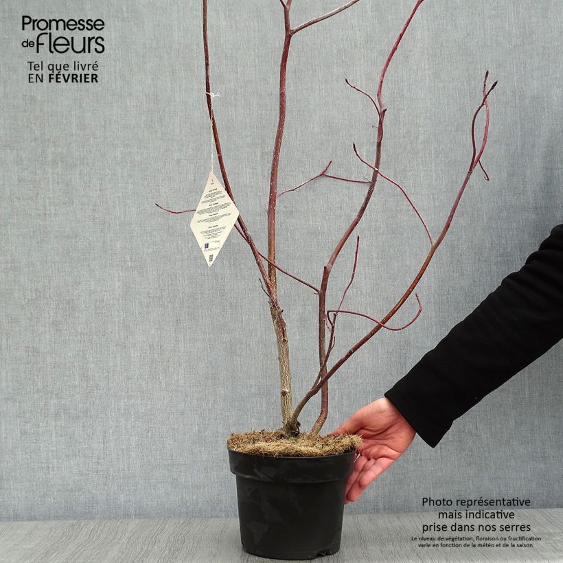 Cornus controversa - Giant Dogwood 4L/5L pot sample as delivered in winter