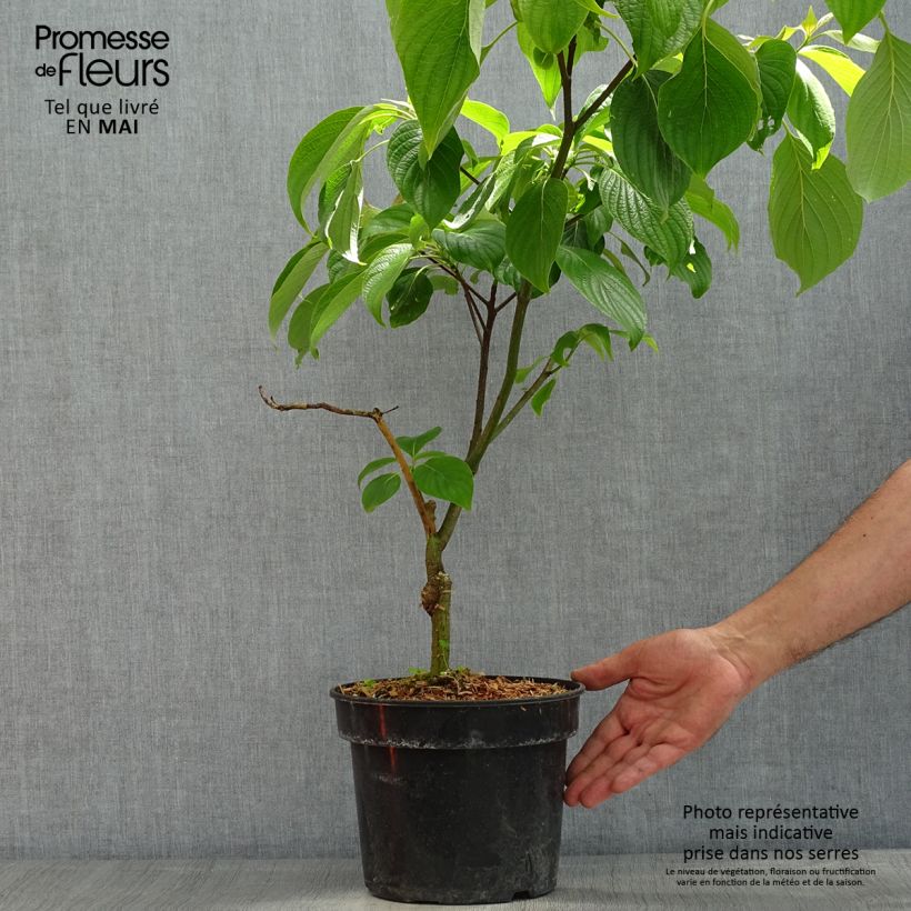 Cornus controversa Pagoda - Giant Dogwood 4L/5L pot sample as delivered in spring