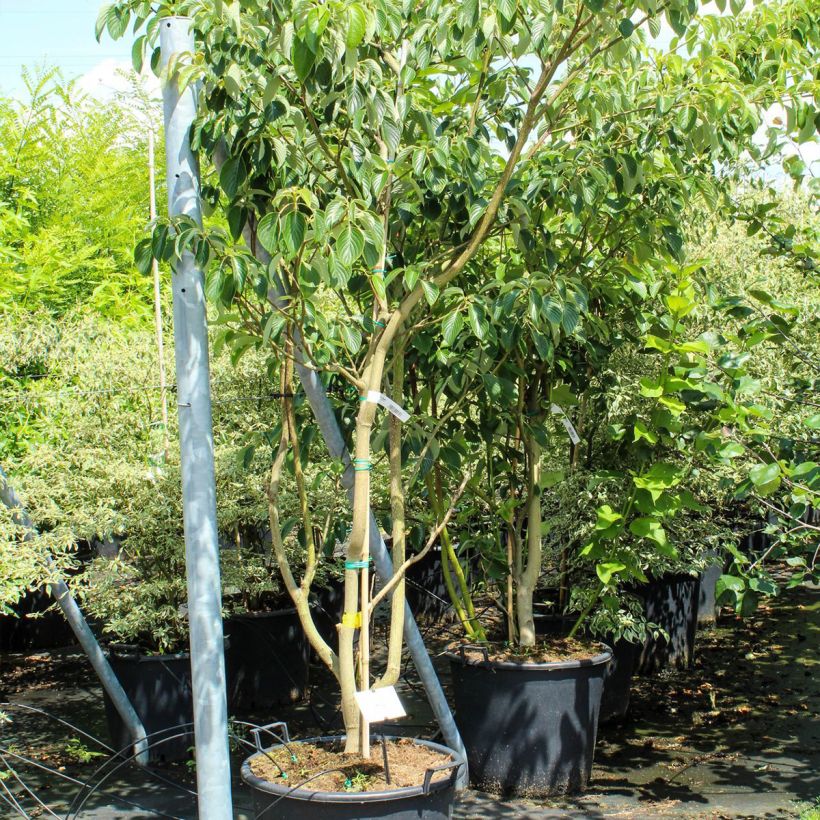 Cornus controversa Pagoda - Giant Dogwood 70L/75L pot sample as delivered in spring