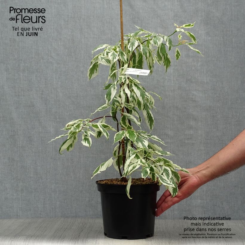 Cornus controversa Variegata - Giant Dogwood 4L/5L pot sample as delivered in summer
