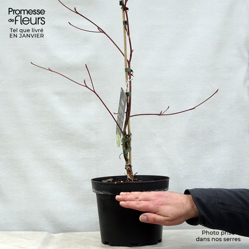 Cornus controversa Variegata - Giant Dogwood 4L/5L pot sample as delivered in winter
