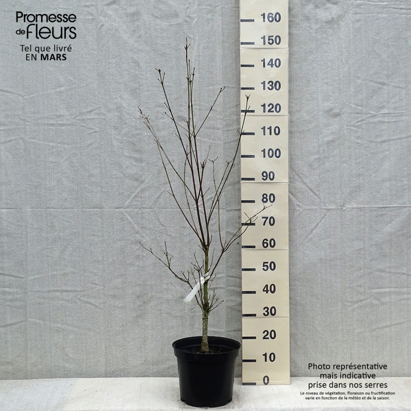 Cornus&#x20;florida&#x20;Cloud&#x20;Nine&#x20;-&#x20;Flowering&#x20;Dogwood&#x20;7.5L&#x2F;10L&#x20;pot&#x20;sample&#x20;as&#x20;delivered&#x20;in&#x20;winter