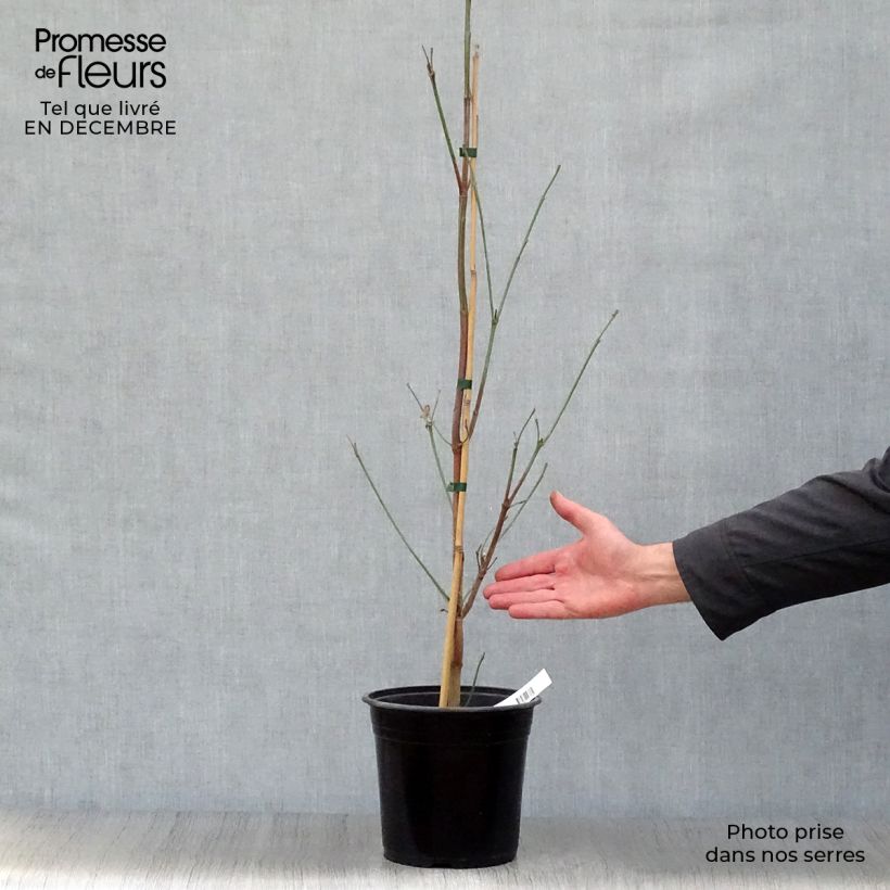 Cornus&#x20;florida&#x20;Cloud&#x20;Nine&#x20;-&#x20;Flowering&#x20;Dogwood&#x20;4L&#x2F;5L&#x20;pot&#x20;sample&#x20;as&#x20;delivered&#x20;in&#x20;winter