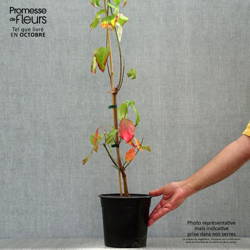 Cornus florida Cloud Nine - Flowering Dogwood 4L/5L pot sample as delivered in autumn