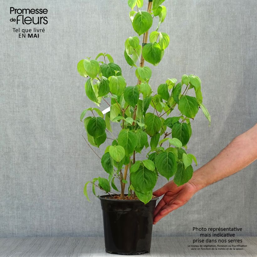 Cornus florida Cloud Nine - Flowering Dogwood 4L/5L pot sample as delivered in spring