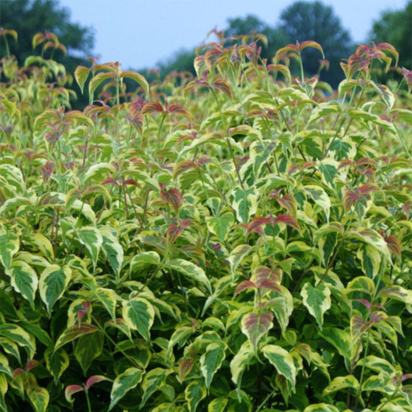 Cornus florida Firebird - Flowering Dogwood (Foliage)
