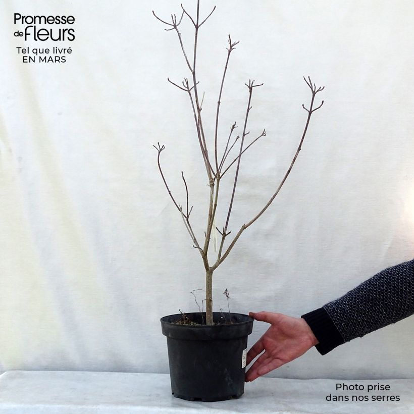 Cornus florida Rainbow - Flowering Dogwood 4L/5L pot sample as delivered in winter