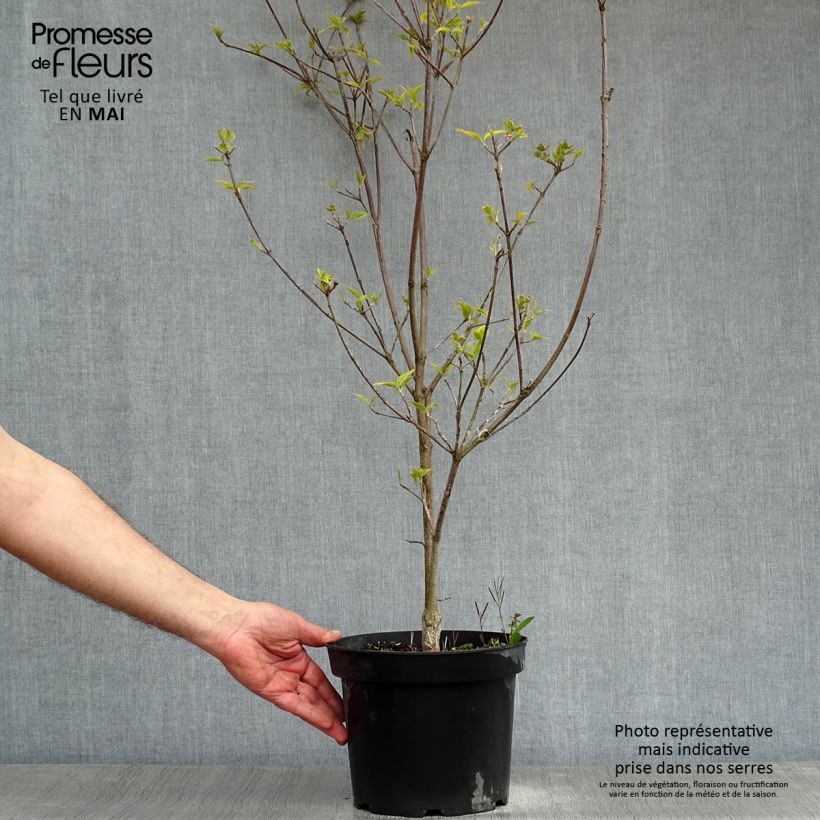 Cornus florida Rainbow - Flowering Dogwood 4L/5L pot sample as delivered in spring