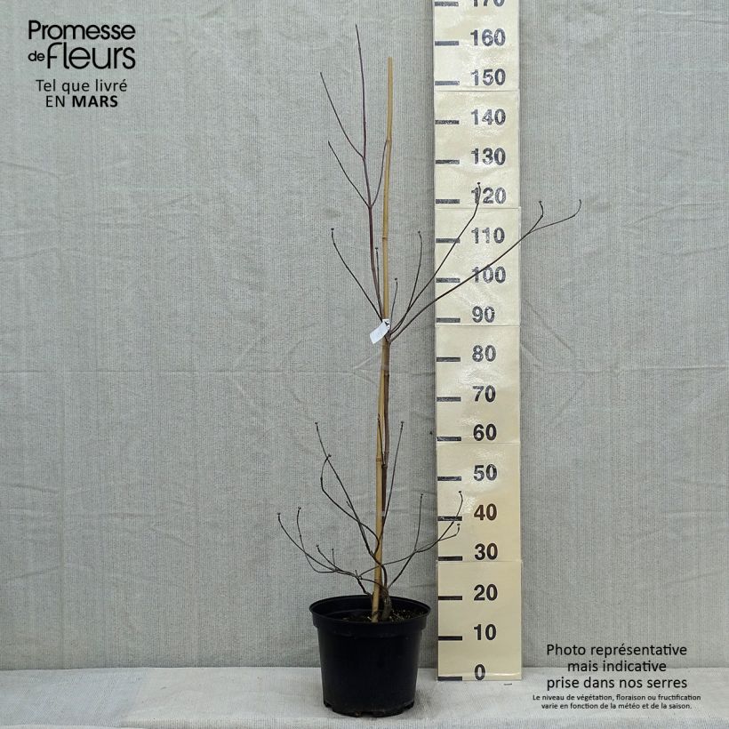 Cornus florida Rubra - Flowering Dogwood 6L/7L pot sample as delivered in winter