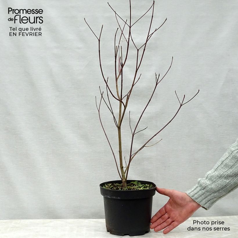 Cornus florida Rubra - Flowering Dogwood 4L/5L pot sample as delivered in winter