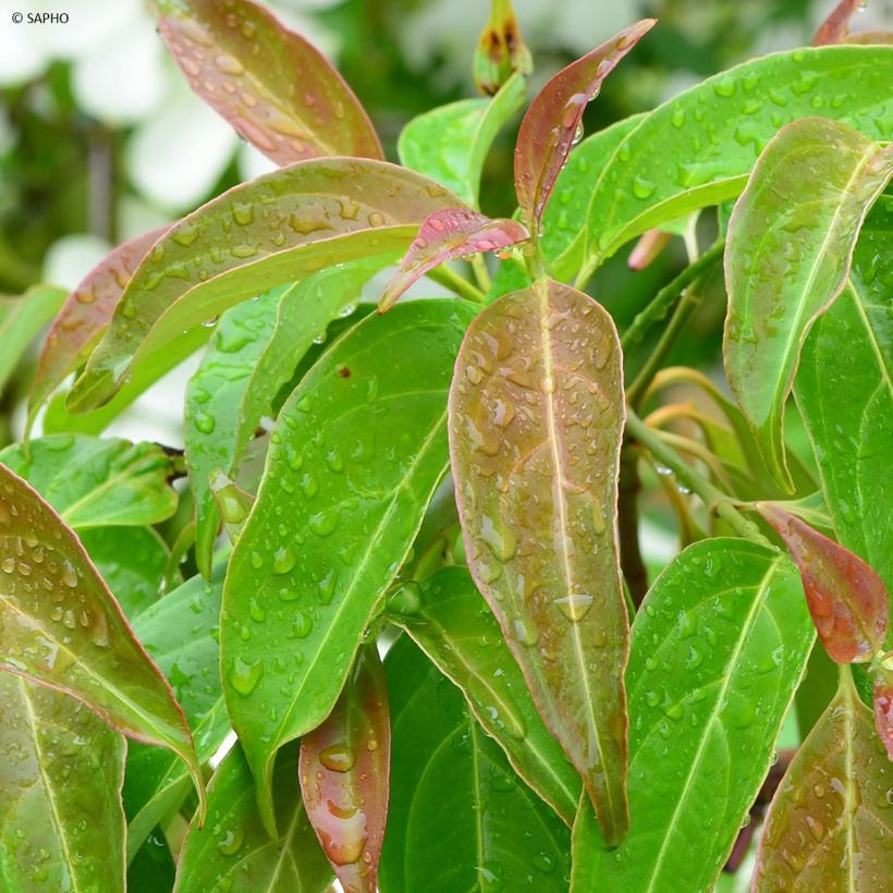 Cornus hongkongensis Parc de Haute Bretagne - Hong Kong Dogwood (Foliage)