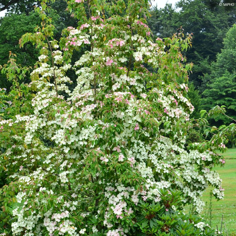 Cornus hongkongensis Parc de Haute Bretagne - Hong Kong Dogwood (Plant habit)