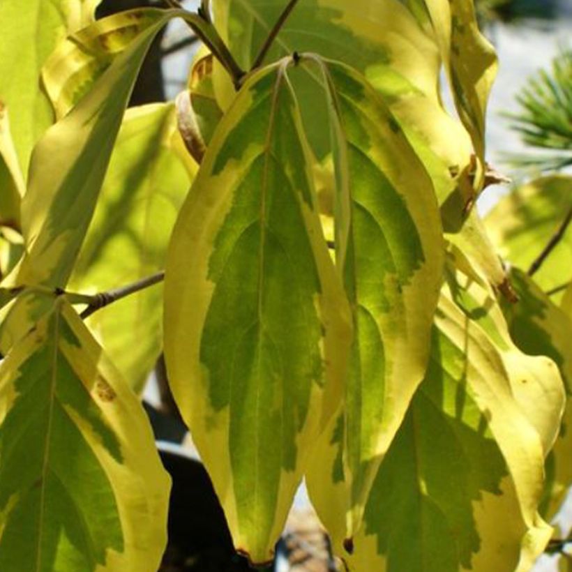 Cornus kousa Bonfire - Flowering Dogwood (Foliage)