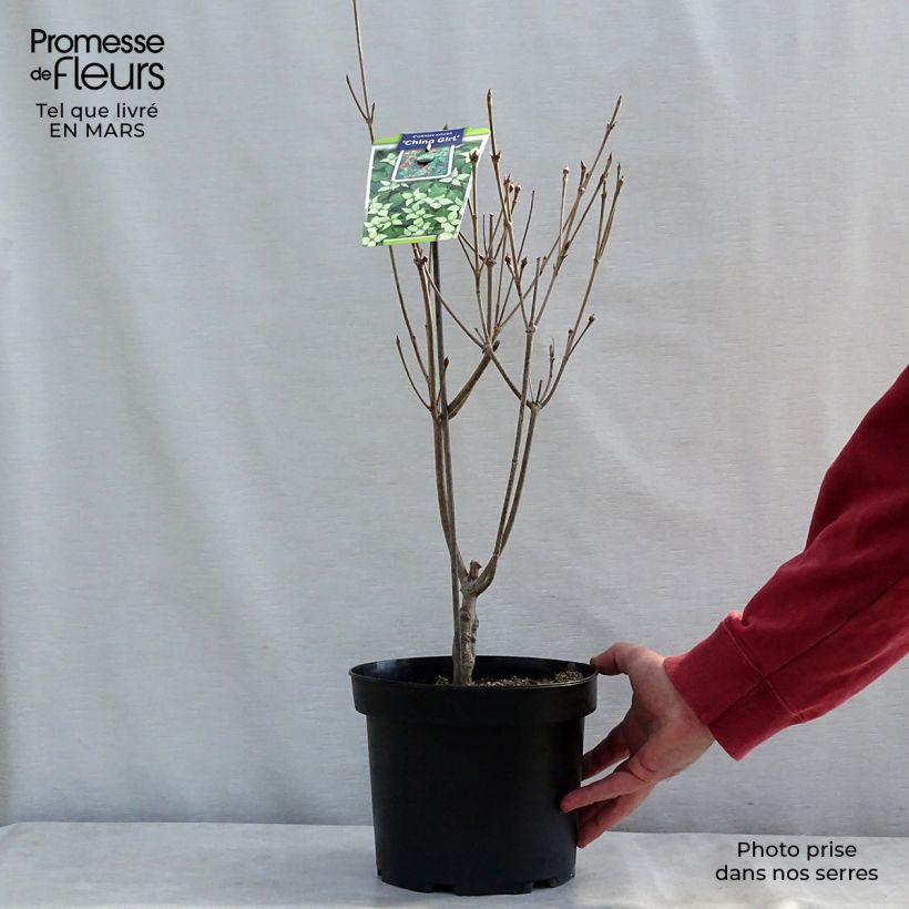 Cornus kousa China Girl - Flowering Dogwood 4L/5L pot sample as delivered in winter
