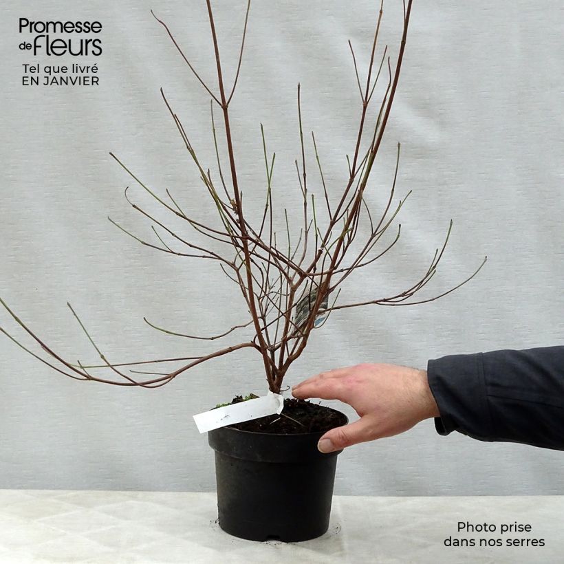 Cornus kousa var. chinensis - Flowering Dogwood 3L/4L pot sample as delivered in winter