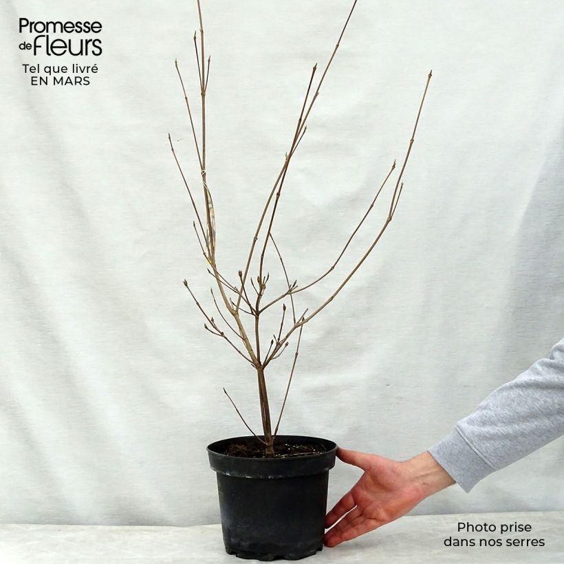 Cornus kousa Copacabana - Flowering Dogwood 4L/5L pot sample as delivered in spring