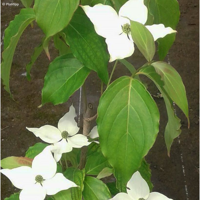 Cornus kousa Flower Tower - Flowering Dogwood (Foliage)