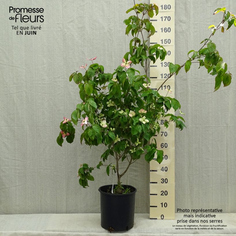 Cornus kousa Heart Throb - Flowering Dogwood 18L/20L pot sample as delivered in spring