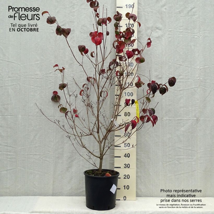Cornus kousa Heart Throb - Flowering Dogwood 18L/20L pot sample as delivered in autumn