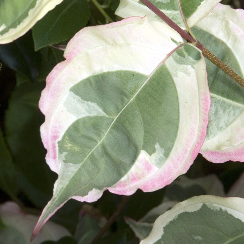 Cornus kousa Laura - Flowering Dogwood (Foliage)